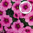 Bild von Calibrachoa P12 Glamour